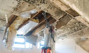 Professional Mold Inspection in Charlotte, MI